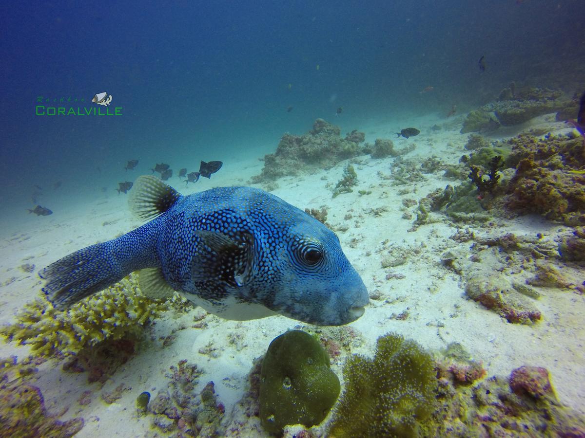 Rasdhoo Coralville Eksteriør billede